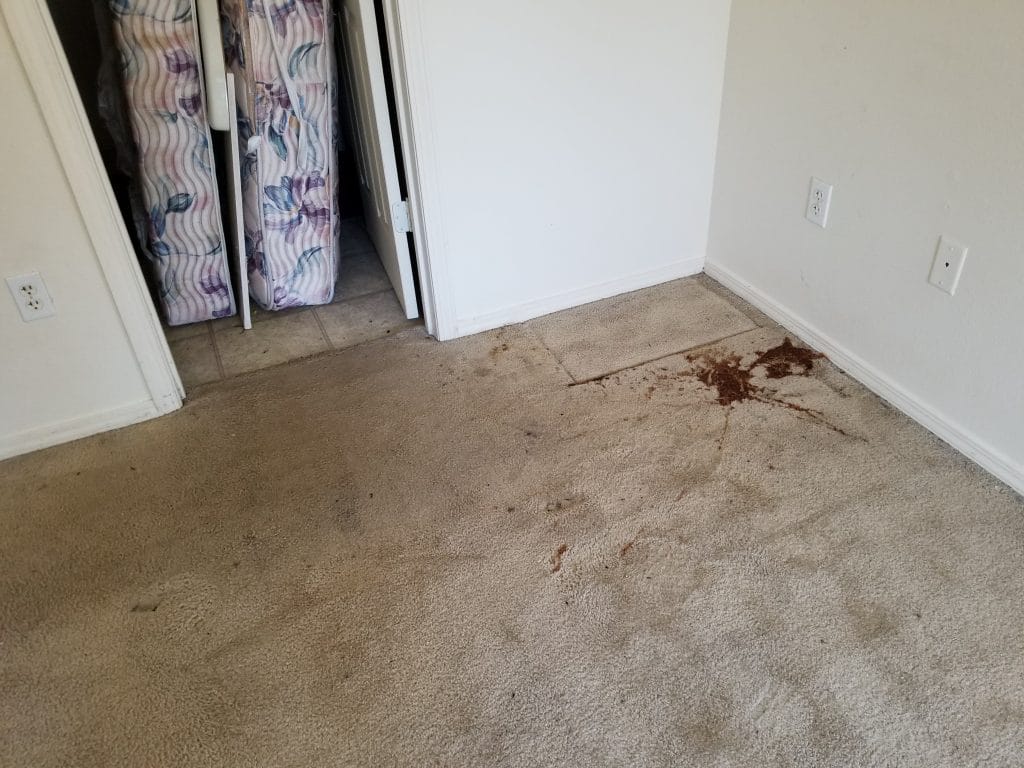Carpet Cleaning gallery12